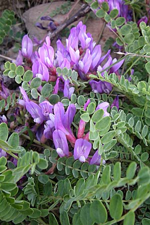 Astragalus danicus \ Dnischer Tragant / Purple Milk-Vetch, F Col de Lautaret 22.6.2008