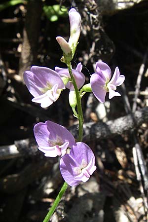 Astragalus austriacus \ sterreicher Tragant / Austrian Milk-Vetch, F Queyras, Vieille Ville 22.6.2008