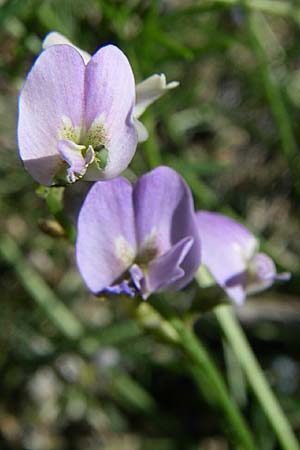 Astragalus austriacus \ sterreicher Tragant / Austrian Milk-Vetch, F Queyras, Vieille Ville 22.6.2008