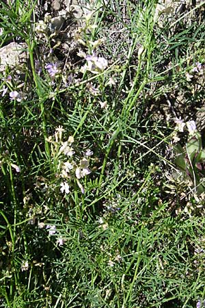 Astragalus austriacus / Austrian Milk-Vetch, F Queyras, Vieille Ville 22.6.2008