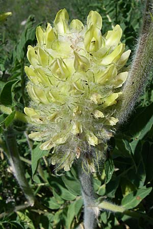 Astragalus alopecurus \ Fuchsschwanz-Tragant / Foxtail Milk-Vetch, F Queyras, Vieille Ville 22.6.2008