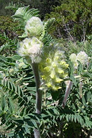 Astragalus alopecurus \ Fuchsschwanz-Tragant, F Queyras, Vieille Ville 22.6.2008