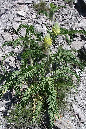 Astragalus alopecurus \ Fuchsschwanz-Tragant, F Queyras, Vieille Ville 22.6.2008