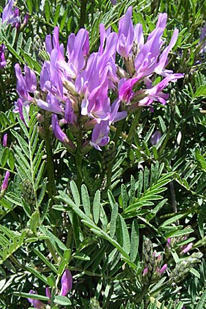 Astragalus hypoglottis \ Purpur-Tragant / Purple Milk-Vetch, F Queyras, Vieille Ville 22.6.2008