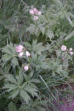 Astrantia major / Great Masterwort, F Pyrenees, Eyne 24.6.2008