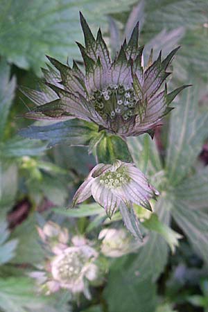 Astrantia major \ Groe Sterndolde / Great Masterwort, F Pyrenäen/Pyrenees, Eyne 24.6.2008