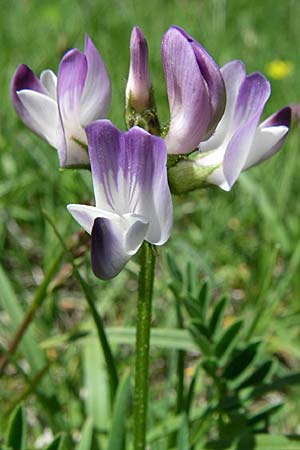 Astragalus alpinus \ Alpen-Tragant / Alpine Milk-Vetch, F Pyrenäen/Pyrenees, Eyne 25.6.2008