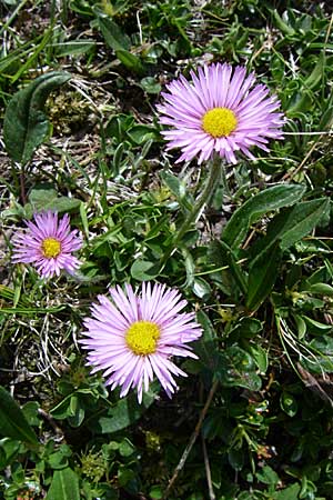 Erigeron aragonensis \ Aragon-Berufkraut / Aragon Fleabane, F Pyrenäen/Pyrenees, Eyne 25.6.2008