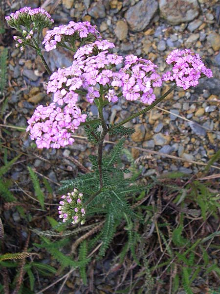 Achillea millefolium subsp. sudetica / Carpathian Yarrow, F Pyrenees, Osseja 26.6.2008