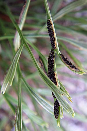 Asplenium septentrionale, Nordischer Streifenfarn