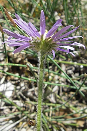 Aster alpinus subsp. cebennensis \ Cevennen-Aster / Cevennes Aster, F Causse Noir 28.5.2009