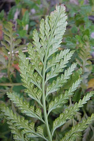 Asplenium adiantum-nigrum / Black Spleenwort, F Saint-Guilhem-le-Desert 1.6.2009