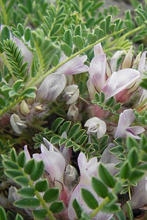 Astragalus sempervirens \ Dorn-Tragant / Mountain Tragacanth, F Col de la Bonette 8.7.2016