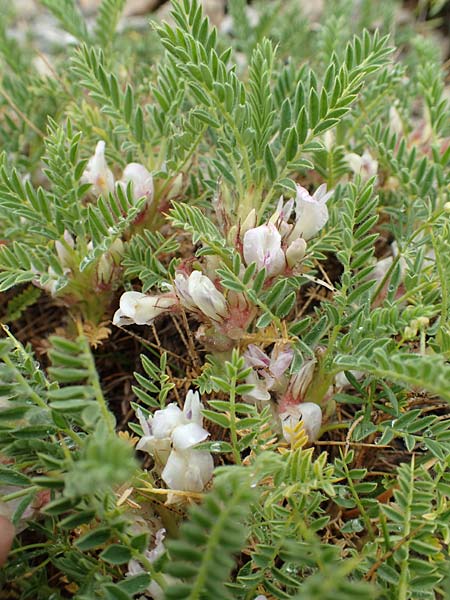 Astragalus sempervirens / Mountain Tragacanth, F Col de la Bonette 8.7.2016