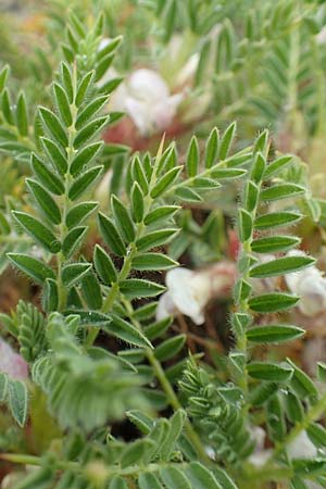 Astragalus sempervirens \ Dorn-Tragant / Mountain Tragacanth, F Col de la Bonette 8.7.2016