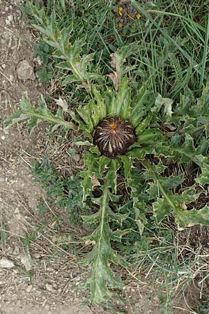 Carlina acanthifolia \ Akanthus-Silberdistel / Acanthus-Leaved Thistle, F Pyrenäen/Pyrenees, Col de Mantet 28.7.2018