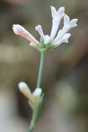 Asperula aristata \ Grannen-Meister / Woodruff, F Pyrenäen/Pyrenees, Caranca - Schlucht / Gorge 30.7.2018