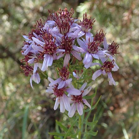 Galatella sedifolia \ Raue Aster, Steppen-Aster / Rhone Aster, F La Turbie 7.10.2021