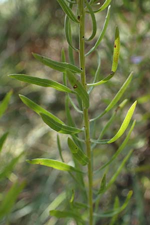 Galatella sedifolia / Rhone Aster, F La Turbie 7.10.2021