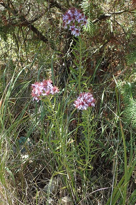 Galatella sedifolia \ Raue Aster, Steppen-Aster, F La Turbie 7.10.2021