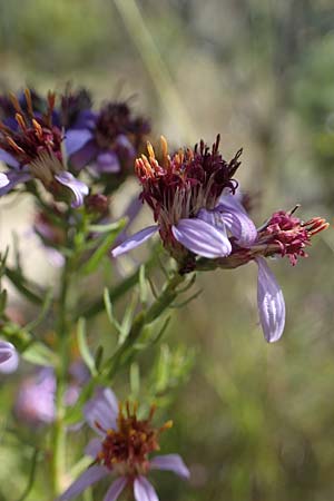 Galatella sedifolia / Rhone Aster, F La Turbie 7.10.2021