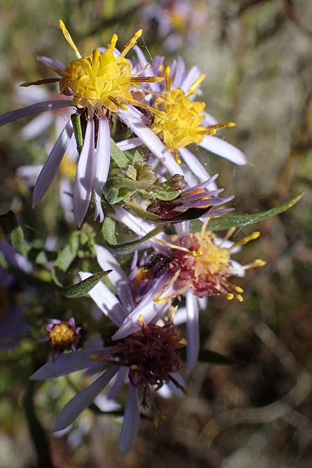 Galatella sedifolia \ Raue Aster, Steppen-Aster, F La Turbie 7.10.2021