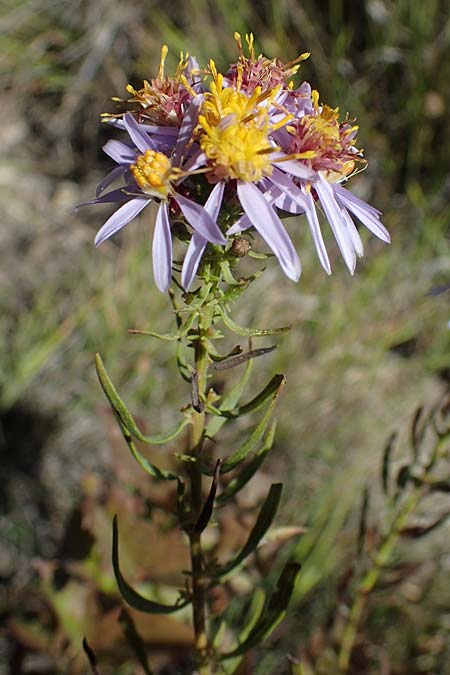 Galatella sedifolia / Rhone Aster, F La Turbie 7.10.2021