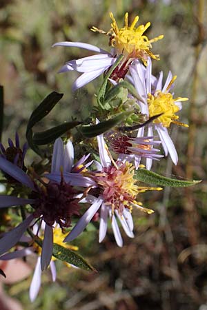 Galatella sedifolia / Rhone Aster, F La Turbie 7.10.2021