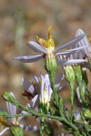 Galatella sedifolia \ Raue Aster, Steppen-Aster / Rhone Aster, F Maures, Les Mayons 8.10.2021