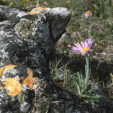 Aster alpinus subsp. cebennensis \ Cevennen-Aster / Cevennes Aster, F Causse du Larzac 21.6.1985