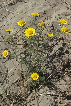 Anthemis tinctoria \ Frber-Hundskamille, Frber-Kamille / Yellow Chamomile, F S. Gilles 7.6.2006