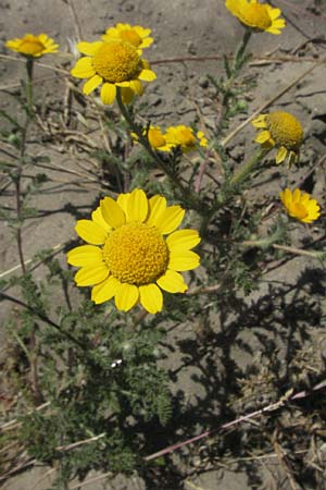 Anthemis tinctoria \ Frber-Hundskamille, Frber-Kamille, F S. Gilles 7.6.2006