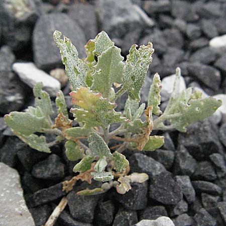 Atriplex halimus \ Strauch-Melde / Salt Bush, Sea Orache, F Camargue 13.5.2007