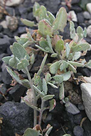 Atriplex halimus \ Strauch-Melde, F Camargue 13.5.2007