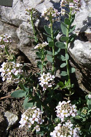 Aethionema thomasianum \ Thomas' Steintschel / Thomas' Candytuft, F Col de Lautaret Botan. Gar. 28.6.2008