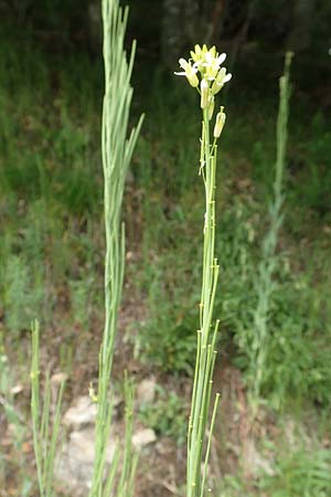 Arabis glabra \ Kahles Turmkraut / Tower Mustard, F Vogesen/Vosges, Ruine Freundstein 18.6.2019