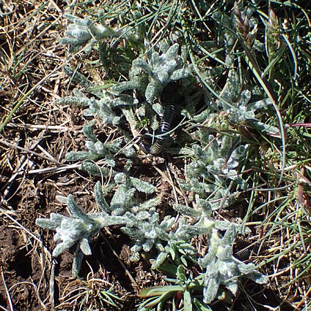 Achillea tomentosa \ Filzige Schafgarbe, Goldgelbe Teppich-Schafgarbe, F Caussols 2.5.2023