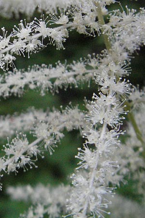 Aruncus dioicus \ Wald-Geibart, F Allevard 11.6.2006