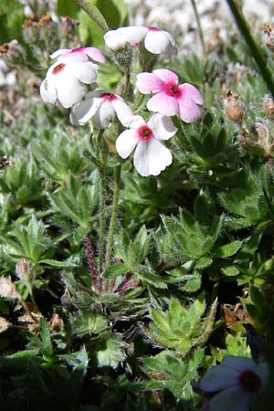 Androsace villosa \ Zottiger Mannsschild, F Pyrenäen, Eyne, Museum-Garden 26.6.2008