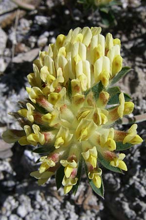 Anthyllis vulneraria subsp. vulnerarioides \ Falscher Wundklee, F Pyrenäen, Latour de Carol 26.6.2008