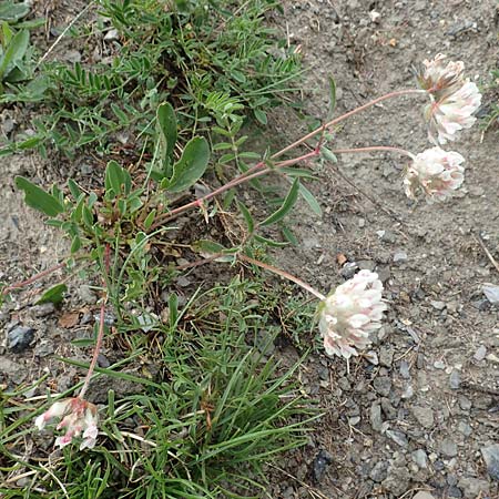 Anthyllis vulneraria subsp. vulnerarioides \ Falscher Wundklee / False Kidney Vetch, F Col de la Bonette 8.7.2016