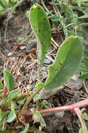 Anthyllis vulneraria subsp. vulnerarioides \ Falscher Wundklee, F Col de la Bonette 8.7.2016