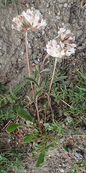 Anthyllis vulneraria subsp. vulnerarioides \ Falscher Wundklee / False Kidney Vetch, F Col de la Bonette 8.7.2016