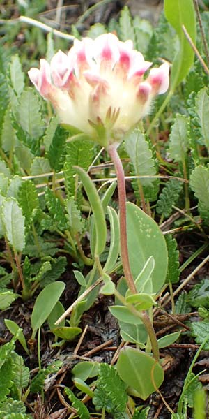 Anthyllis vulneraria subsp. vulnerarioides \ Falscher Wundklee, F Col de la Bonette 8.7.2016