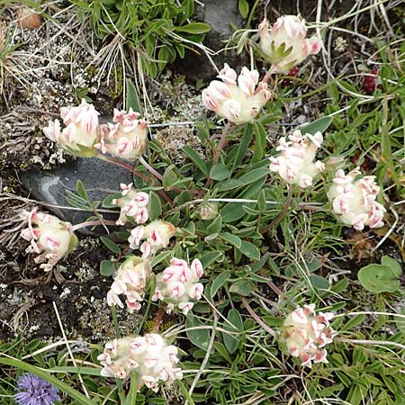 Anthyllis vulneraria subsp. vulnerarioides \ Falscher Wundklee / False Kidney Vetch, F Col de la Bonette 8.7.2016