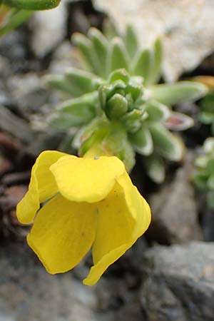 Androsace vitaliana \ Vitals Goldprimel / Vital's Rock Jasmine, F Col de la Bonette 8.7.2016