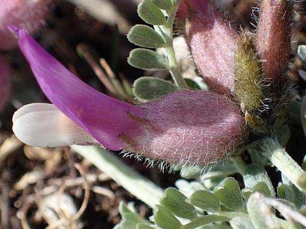 Astragalus vesicarius subsp. vesicarius \ Blasen-Tragant, Aufgeblasener Tragant, F Caussols 2.5.2023