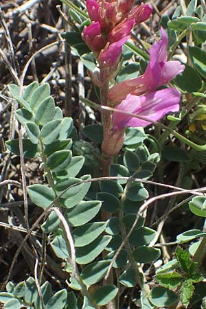 Astragalus monspessulanus \ Franzsischer Tragant / Montpellier Milk-Vetch, F Col de Homme Mort 3.5.2023