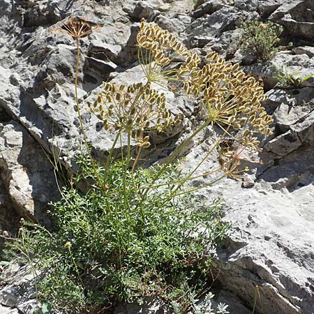 Laserpitium gallicum \ Franzsisches Laserkraut / French Sermountain, F Pyrenäen/Pyrenees, Gorges de Galamus 23.7.2018