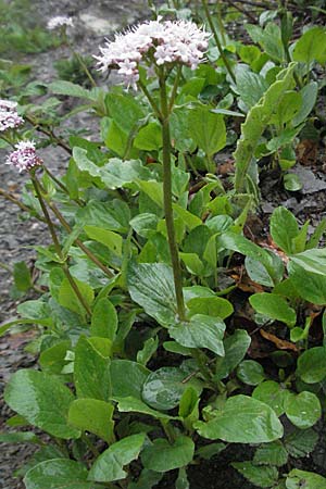 Valeriana montana / Mountain Valerian, F Col de Menèe 17.5.2007